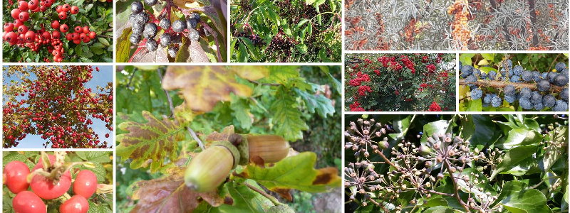 Wildgehölze und WIldsträucher Wildgehölze und WIldsträucher: attraktiv für Insekten, Vögel und Menschen