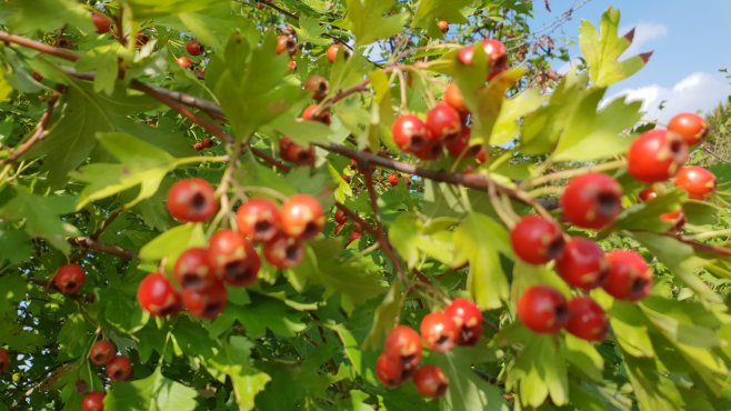 Weißdorn - Crataegus monogyna