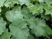 Frauenmantel / Alchemilla mollis