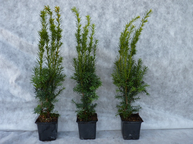 Hier Taxus Hilli in Baumschulqualitt kaufen