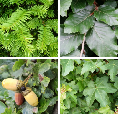 Baum des Jahres