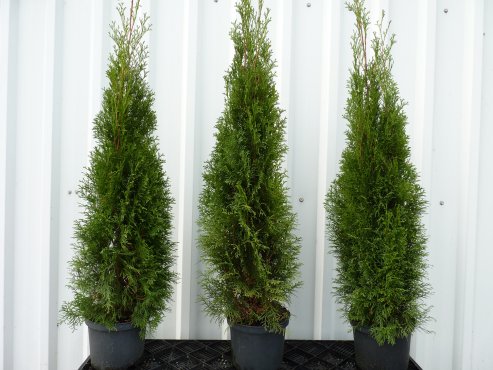 Thuja Smaragd