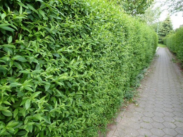 Hecken-Kategorien Kategoriebild