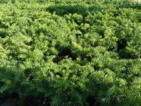 Taxus baccata Repandens