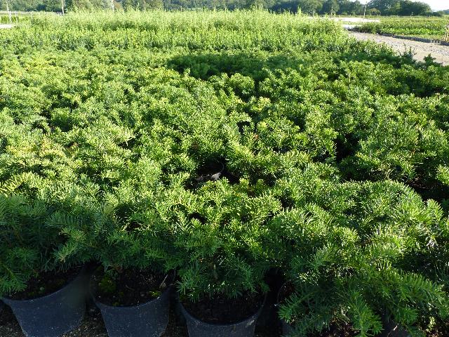 Taxus baccata Repandens