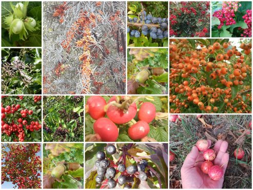 Wildsträucher-Tipps