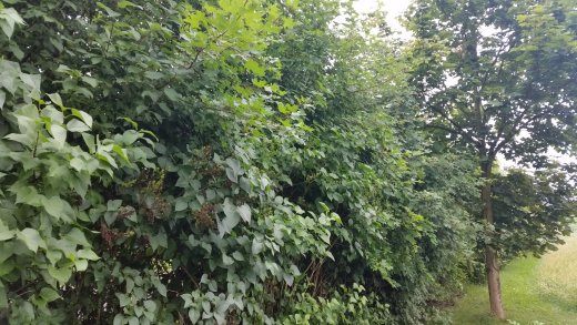 50 x Klimabaum im 3-5L Topf, je 100-200 cm groß