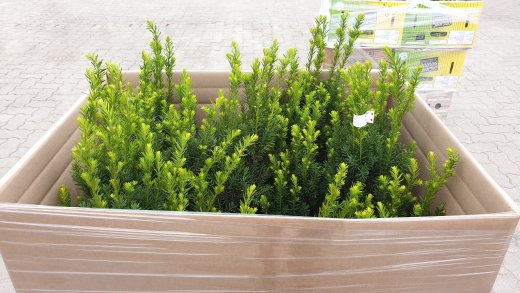 Taxus media hillii (männliche Bechereibe), 100-125 cm groß