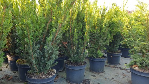 Taxus media hillii (männliche Bechereibe), 100-125 cm groß