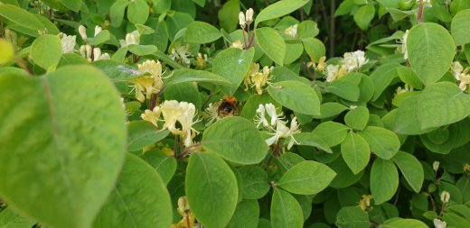 Heckenkirsche (Lonicera xylosteum) im 1L Container
