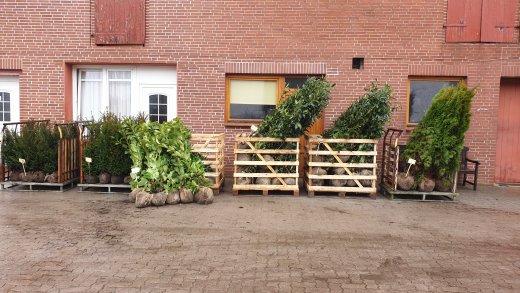 Frühjahrsaktion Samstags: Pflanzen Sonderverkauf (Hofverkauf)