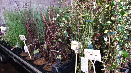 Frühjahrsaktion Samstags: Pflanzen Sonderverkauf (Hofverkauf)