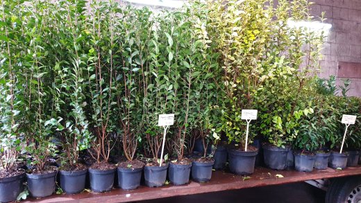 Frühjahrsaktion Samstags: Pflanzen Sonderverkauf (Hofverkauf)