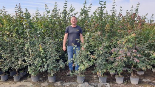 1 Meter Fertighecke+1J aus Feldahorn (Acer campestre)