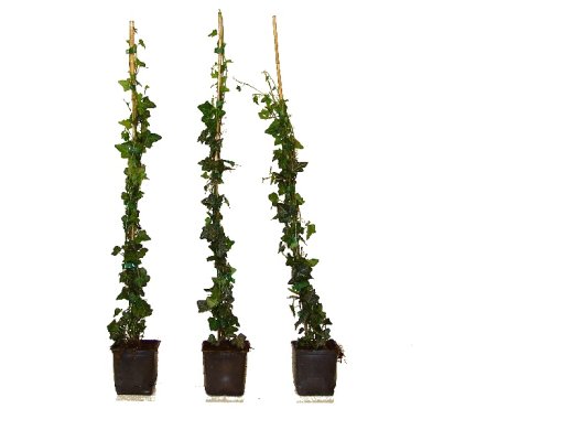 Hedera Helix/Efeu, gestäbt, 100-125 groß, im 1L Container