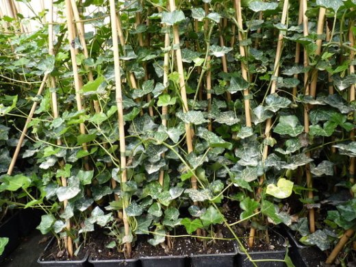Irischer Efeu (Hedera Hibernica), 60-80 cm groß Irischer Efeu (Hedera Hibernica), 60-80 cm groß