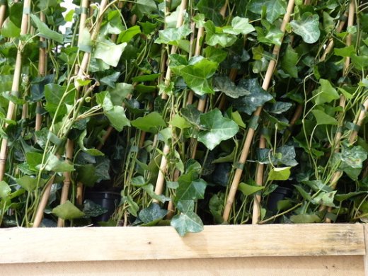 Efeu Hedera helix Hibernica (Irischer Efeu / Großblättriger Efeu), im P9 Topf, 40-60 cm lange Triebe