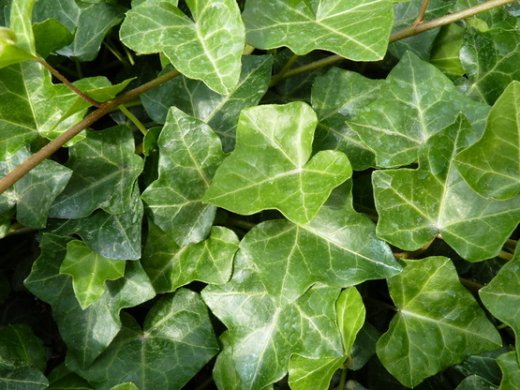 Efeu Hedera helix Hibernica (Irischer Efeu / Großblättriger Efeu), im P9 Topf, 40-60 cm lange Triebe