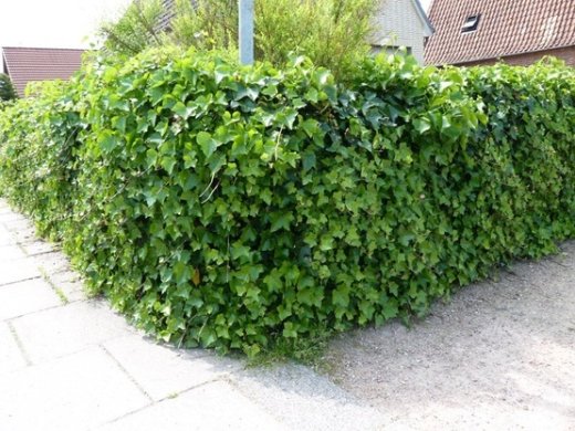 Efeu Hedera helix Hibernica (Irischer Efeu / Großblättriger Efeu), im P9 Topf, 40-60 cm lange Triebe
