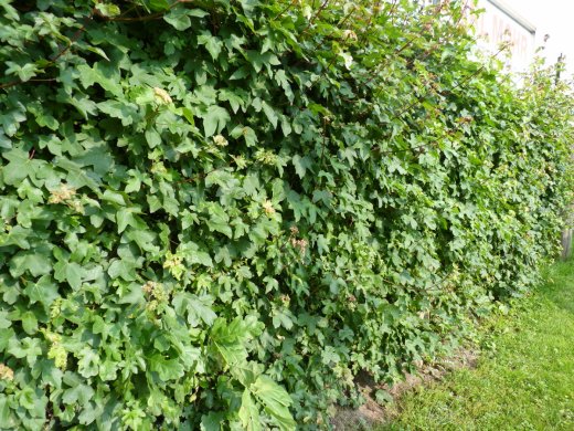 1 Meter Fertighecke+1J aus Feldahorn (Acer campestre) 1 Meter Fertighecke+1J aus Feldahorn (Acer campestre)