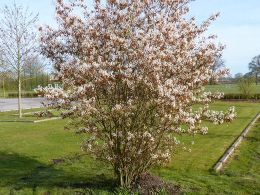 Kupfer-Felsenbirne Amelanchier lamarckii im Container