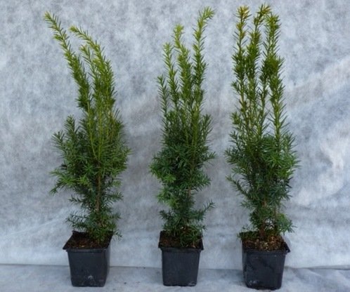 Taxus media hillii (männliche Bechereibe), 30-40 cm im C1 Topf Taxus media hillii (männliche Bechereibe), 30-40 cm im C1 Topf