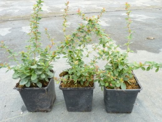Buxusblättrige Berberitze (Berberis buxifolia Nana) 15-20 cm, im 1L Container