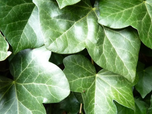 Efeu Hedera helix Hibernica (Irischer Efeu / Großblättriger Efeu), im P9 Topf, 40-60 cm lange Triebe Efeu Hedera helix Hibernica (Irischer Efeu / Großblättriger Efeu), im P9 Topf, 40-60 cm lange Triebe