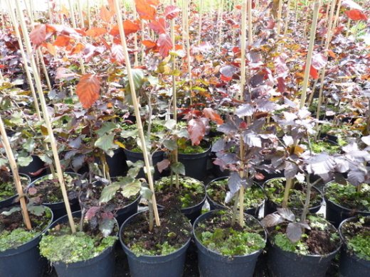 Blutbuche, Fagus sylvatica purpurea im Container, 100-125 cm