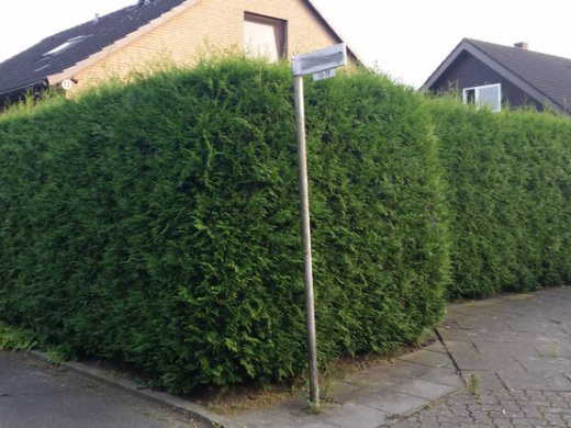 Thuja brabant Lebensbaum (Thuja occ. brabant) im P9 Topf, 30-40cm