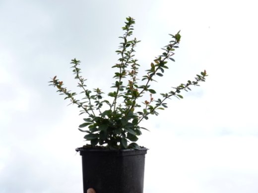 Buxusblättrige Berberitze (Berberis buxifolia Nana) 15-20 cm, im 1L Container