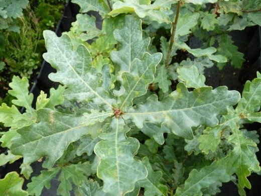 Stieleiche, Quercus Robur, 50-80 cm groß im 1L Container