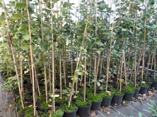 50 x Klimabaum im 3-5L Topf, je 100-200 cm groß