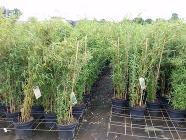 Bambus Fargesia murielae Deep Forest® im 7,5L Container, 125-150 cm groß