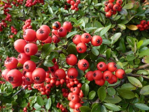 Feuerdorn (rot, Pyracantha Red Column) Feuerdorn (rot, Pyracantha Red Column)