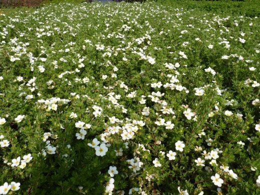 Weißer Fünffingerstrauch, Potentilla fruticosa mandshurica, 15-30cm, Topfpflanze Weißer Fünffingerstrauch, Potentilla fruticosa mandshurica, 15-30cm, Topfpflanze