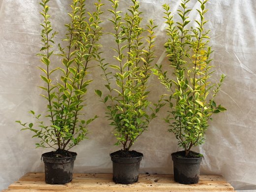 Goldliguster Ovalifolium Aureum, 100-125 cm Goldliguster Ovalifolium Aureum, 100-125 cm