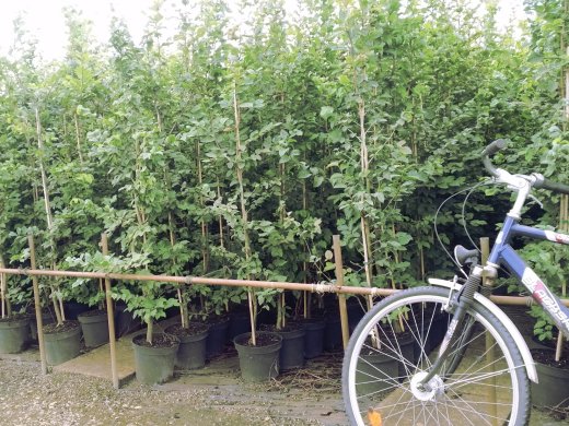50 x Klimabaum im 3-5L Topf, je 100-200 cm groß 50 x Klimabaum im 3-5L Topf, je 100-200 cm groß