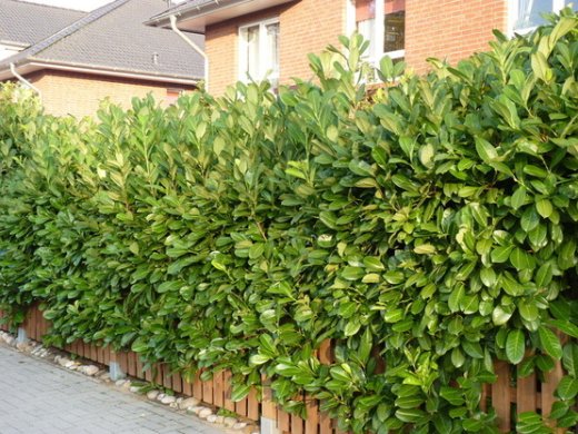 Prunus laurocerasus (Kirschlorbeer) Rotundifolia im Container, 125-150 cm