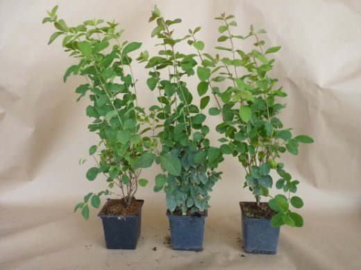 Heckenkirsche (Lonicera xylosteum) im 1L Container