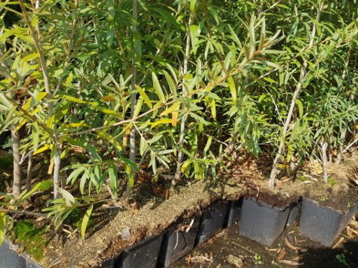 Sanddorn, Hippophae rhamnoides, 50-80 cm groß im 1L Container