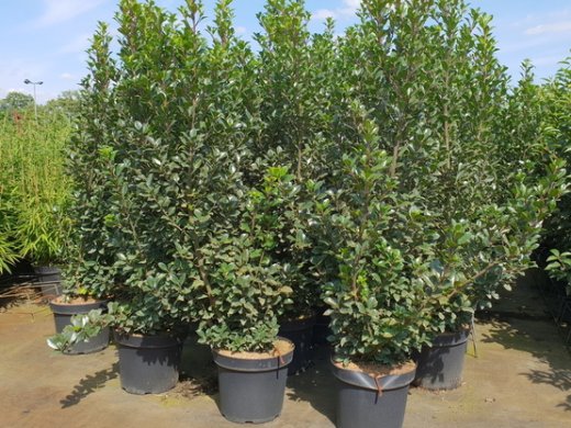 Ilex Heckenstar/Stechpalme im Container