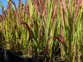 Japanisches Blutgras Red Baron - Imperata cylindrica