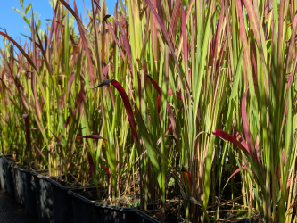 Japanisches Blutgras Red Baron - Imperata cylindrica