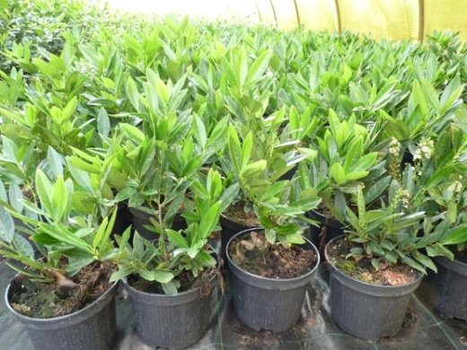 Kirschlorbeer Otto Luyken (Prunus lauroc.) im Container, 60-80cm