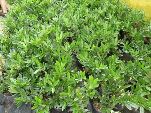 Kirschlorbeer Otto Luyken (Prunus lauroc.) im Container, 40-60cm