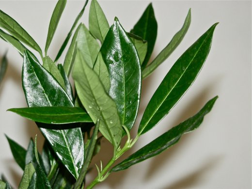 Prunus laurocerasus/Kirschlorbeer Otto Luyken als Topfware