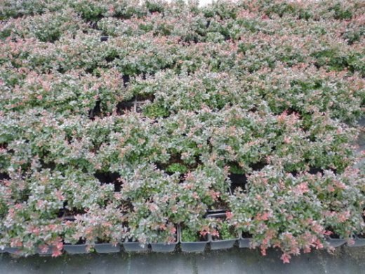 Rote Blutberberitze (Berberis thunbergii Atropurpurea Nana) 15-20 cm, im 1L Container