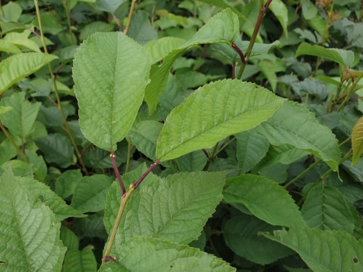 Vogelkirsche (Prunus avium), C5 (5L) 150-200 cm groß