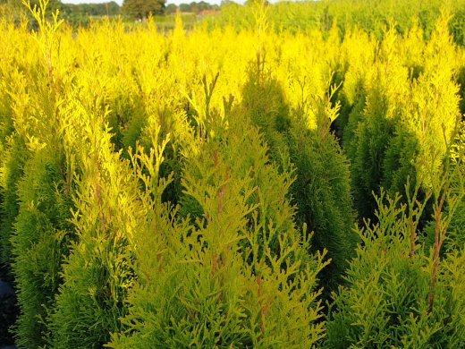 Thuja occidentalis Golden Smaragd / Lebensbaum Golden Smaragd ®